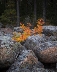 A bush of red mountain ash among huge stones against a background of a dark forest. Autumn landscape in the north of Europe.