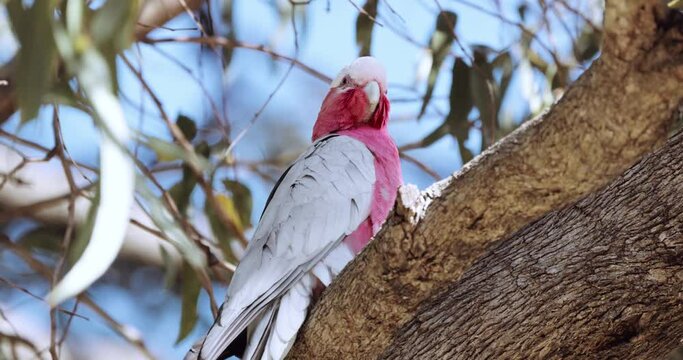 The Galah also known as the pink and grey cockatoo. Outback Australia wildlife