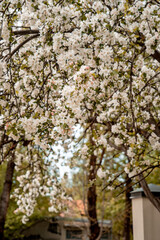 White cherry flowers on spring tree (1038)