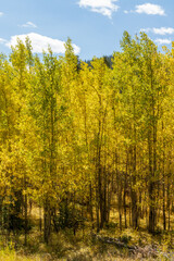 Fototapeta premium Yellow and green aspen trees on the mountainside along Guanella pass road of Colorado