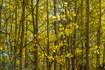 Yellow and green aspen trees on the mountainside along Guanella pass road of Colorado