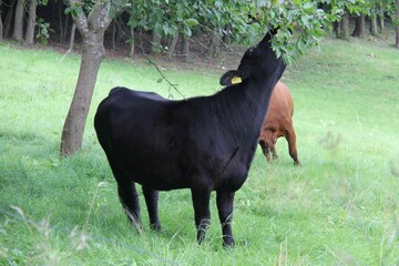 Cows on a hill in Czech countryside