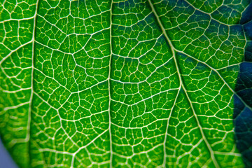 Close-up shot of beautiful texture of autumn leaves in September