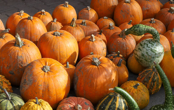 Colorful pumpkins for Halloween, background and texture