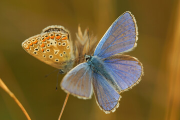 Closeup on 2 colorful Icarus blue butterflies ,Polyommatus icarus, trying to mate 