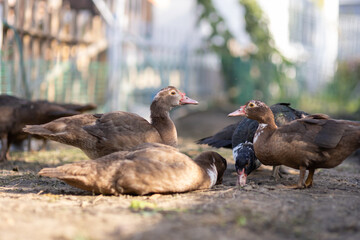 Ducks in a pen