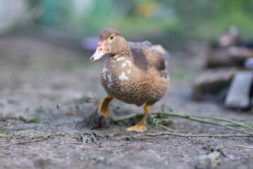 Ducks in a pen