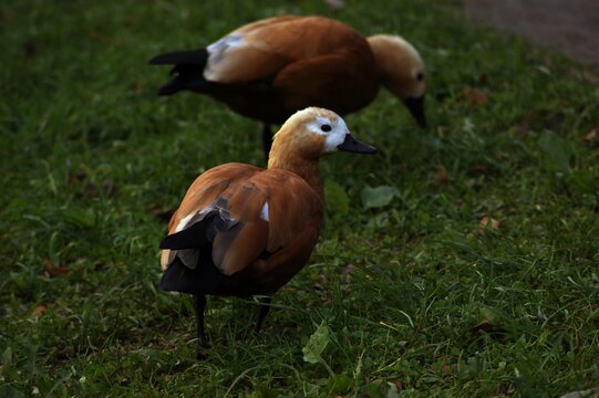 two ducks ogar in the grass