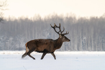 Powerful adult nobel deer walking in snowy winter forest.