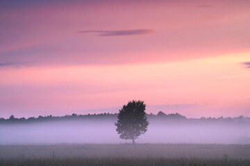 Lone tree in the middle of foggy field at down.