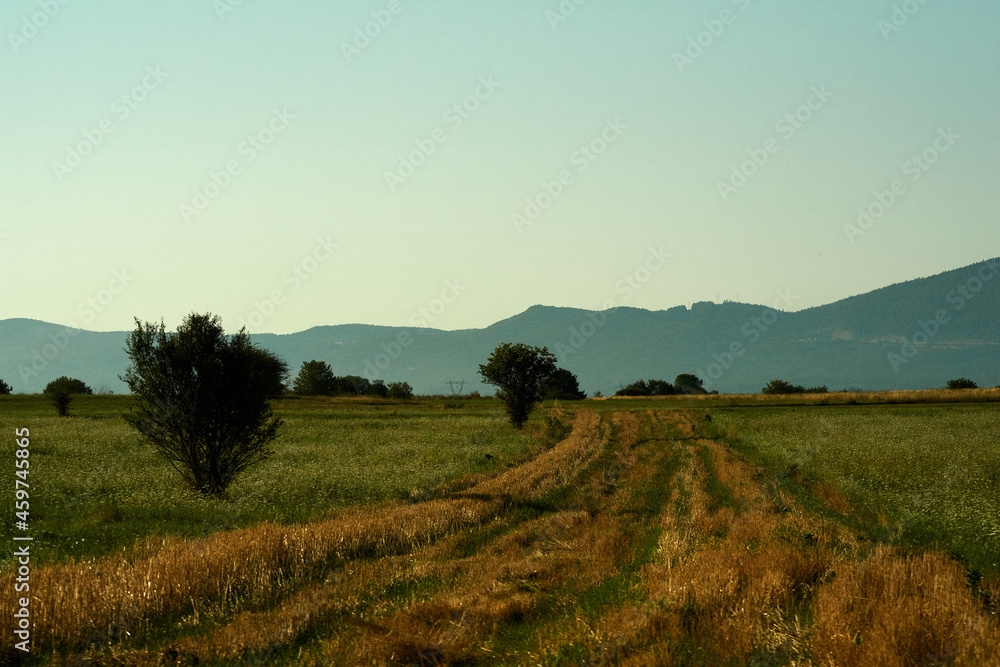Poster Summer panoramic landscape with meadows of fields and mountains. A large green field with trees and mountains in the background