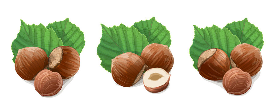 Hazelnuts with leaves on white background. Vector Illustration.