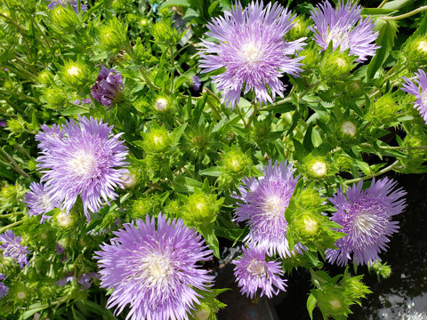 Stokes Aster purple flower
