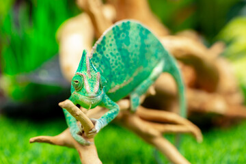 Fototapeta premium Chameleon close up. Multicolor beautiful reptile with colorful bright skin on a background of grass and leaves. Disguise and bright skins concept. Exotic tropical pet in its natural environment.