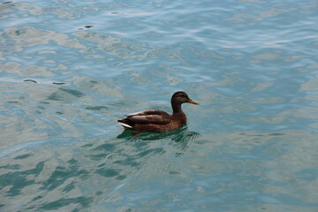 Fototapeta premium LAKE BLED, SLOVENIA - August 14, 2015: Duck in Lake Bled.