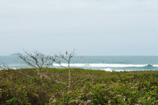 praia passaro arvore