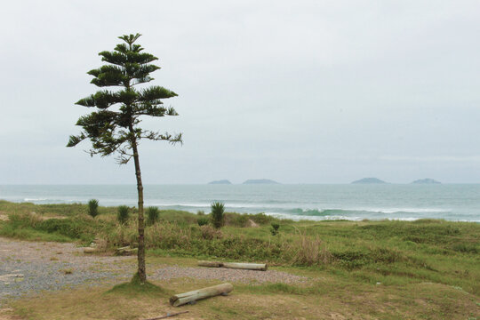 arvore e o mar