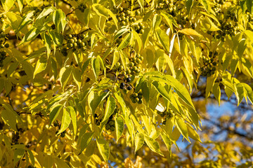 Fototapeta premium Bright beautiful yellow texture of Phellodendron amurense or Sakhalin Cork Tree leaves with black fruit is on the blue sky background in the park in autumn