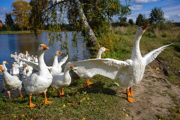 Domestic geese come ashore from the water