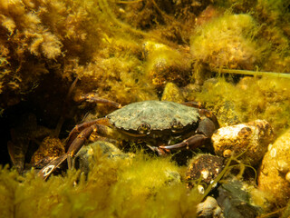 A close-up picture of a crab among seaweeds. Picture from The Sound, between Sweden and Denmark