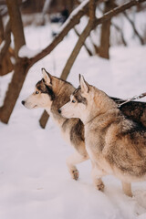 Husky dogs at winter. Two dogs on leashes are rushing forward. Dogs are walking in the winter park. Dogs are like wolves