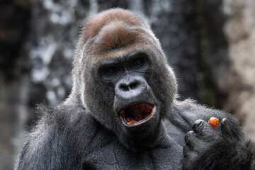A big gorilla eating a carrot in a Zoo.