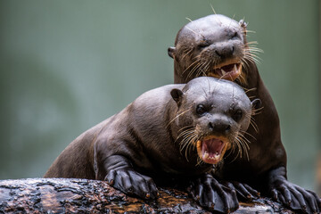 Two giant otters shouting in a zoo