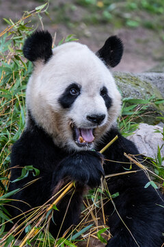 A Panda Bear eating bamboo pictured in its enclosure in a Zoo.