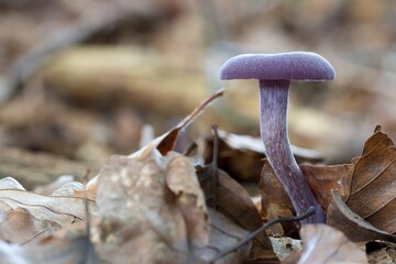 mushroom in the forest