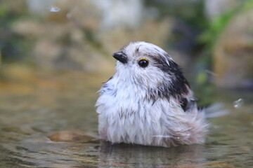 mésange à longue queue s'ébrouant dans l'eau de la mare
