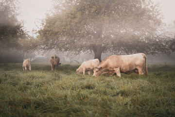 Fototapeta premium A herd of cows in a meadow on a foggy autumn morning