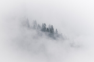 Plakat Nebel über dem Wald