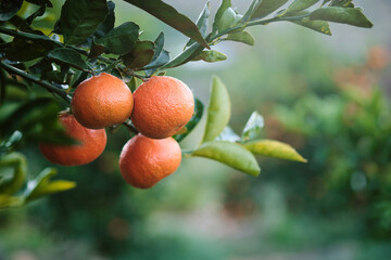 Delicious ripe mandarin oranges on tree with softly blurred orchard background.