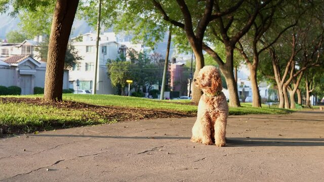 Un cachorro de mini goldendoodle busca a su due&ntilde;o en el parque