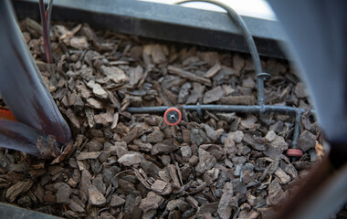 Automatic irrigation system. Closeup view of the small plastic hose connected to the soil for drip...