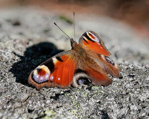 Tagpfauenauge (Schmetterling - Aglais io) auf einem Stein