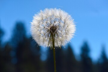 dandelion seed puffball in the sunlight