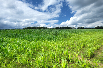 Maisfeld in Deutschland - Stockfoto