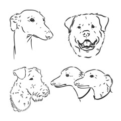Hand drawing set of a cute dogs breeds part 7. Dogs head isolated on beige background. Pencil hand drawn realistic portrait. Animal collection. Good for print T-shirt, banner. Stock illustration