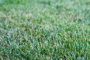 Well-groomed green lawn close-up, short and neatly trimmed grass