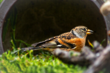 Mountain Finch (Fringilla montifringilla) sitting on the ground in close-up