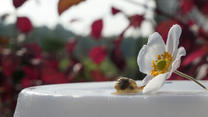 sweet baby snail checking a flower (not eating)