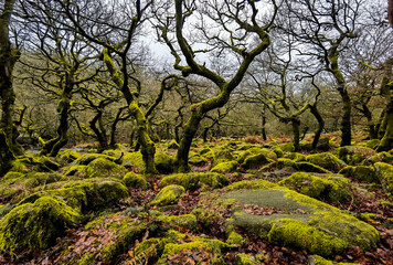 Obraz premium Moss on trees and rocks in the woods 