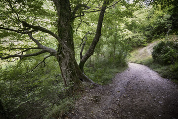 Deep path in the forest
