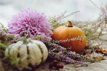 Happy Thanksgiving. Stylish pumpkins, purple dahlias flowers, autumn heather on rustic old wooden...