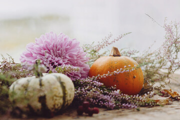 Stylish pumpkins, purple dahlias flowers, heather on rustic old wooden background in light. Atmospheric autumn image. Fall rural composition space for text. Happy Thanksgiving and Halloween