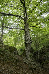 Ancient tree in a green forest