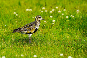 Golden Plover - Iceland