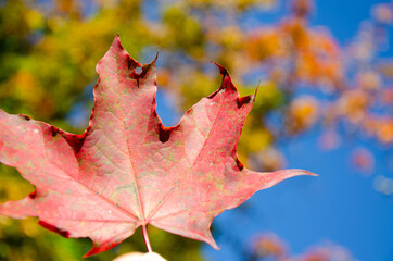 Surface texture of red and green maple leaf on blurred background of colorful foliage and blue sky. Autumn background of leaf in park with copy space. Autumn composition.