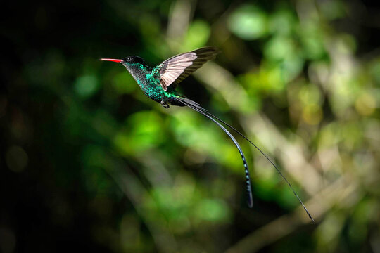 Red-billed streamertail hummingbird - Jamaica